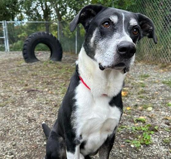 adoptable Dog in Anchorage, AK named ROOSTER