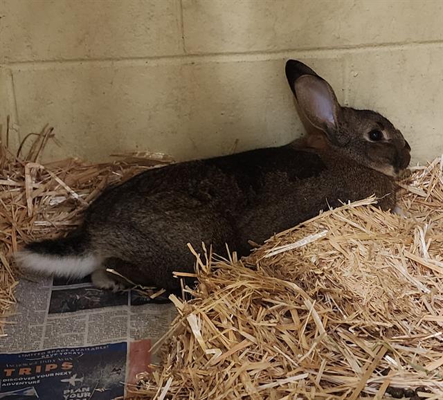 adoptable Rabbit in Anchorage, AK named RUSTY