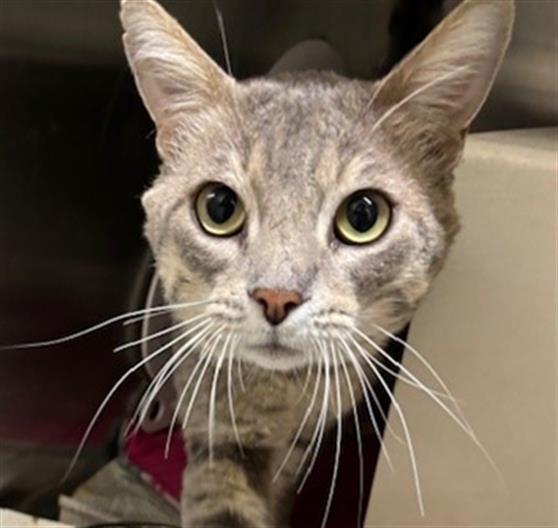 adoptable Cat in Anchorage, AK named OZZY