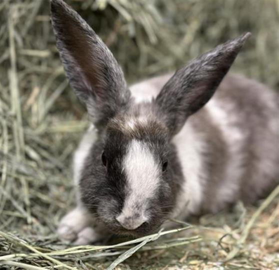 adoptable Rabbit in Anchorage, AK named FLANNEL