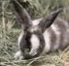 adoptable Rabbit in , AK named FLANNEL