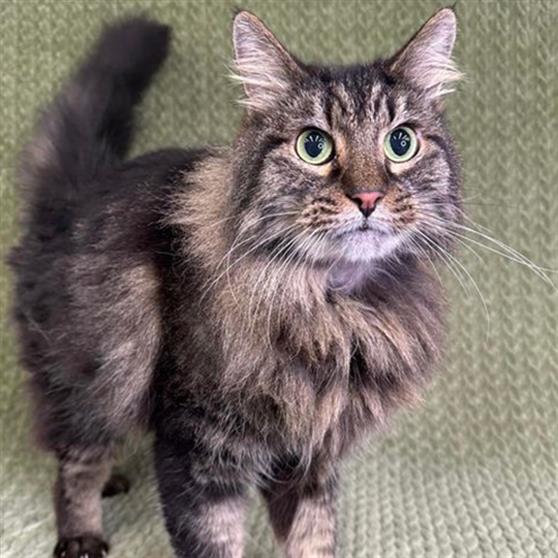 adoptable Cat in Anchorage, AK named JONES