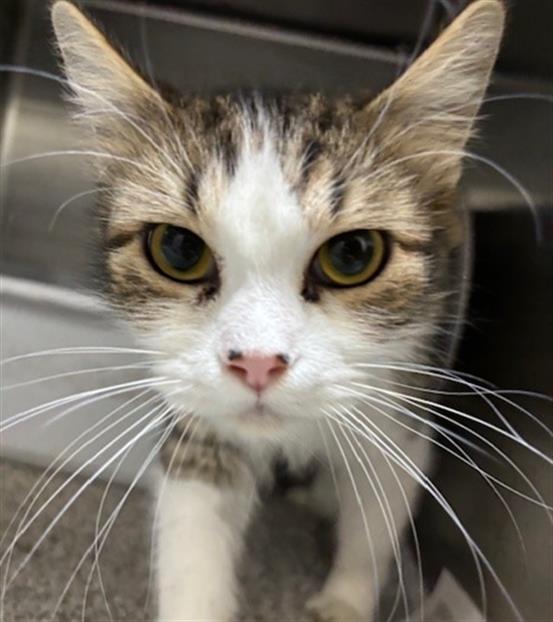 adoptable Cat in Anchorage, AK named SALSA