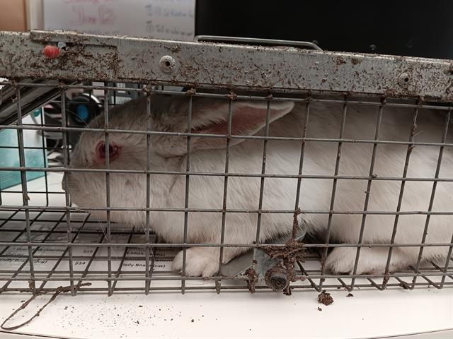 adoptable Rabbit in Anchorage, AK named WINTERS