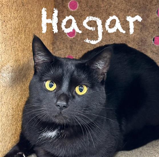 adoptable Cat in Anchorage, AK named HAGAR