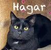 adoptable Cat in Anchorage, AK named HAGAR