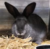 adoptable Rabbit in  named TODDY