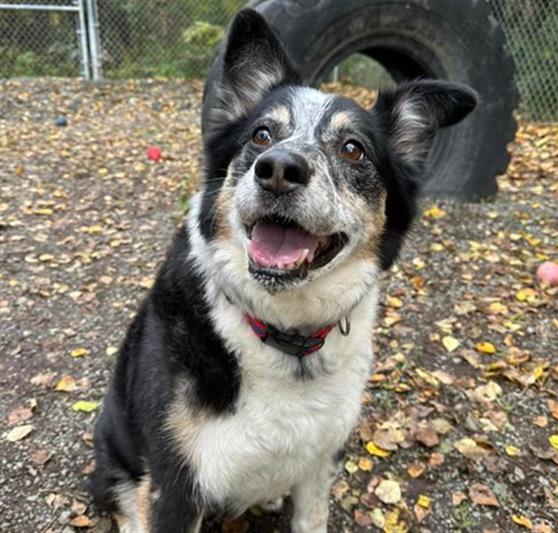 adoptable Dog in Anchorage, AK named BRONCO