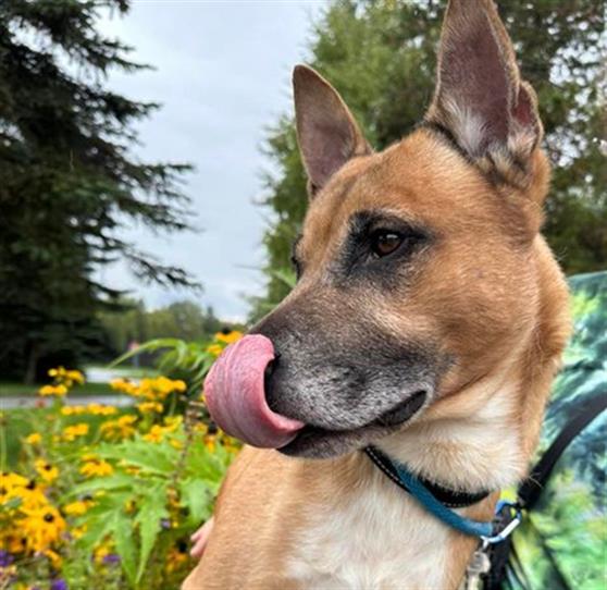 adoptable Dog in Anchorage, AK named TROOPER