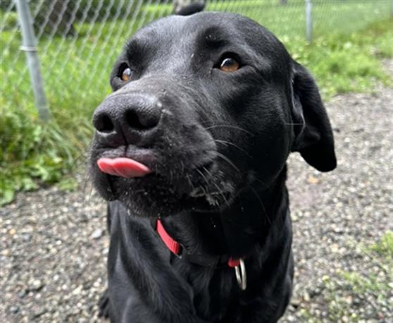 adoptable Dog in Anchorage, AK named TANGO