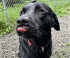 adoptable Dog in Anchorage, AK named TANGO