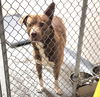 adoptable Dog in Anchorage, AK named BARNABY