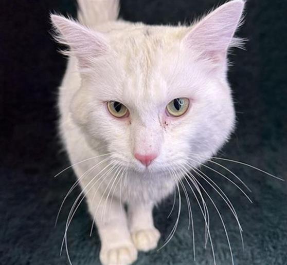 adoptable Cat in Anchorage, AK named SERAPH