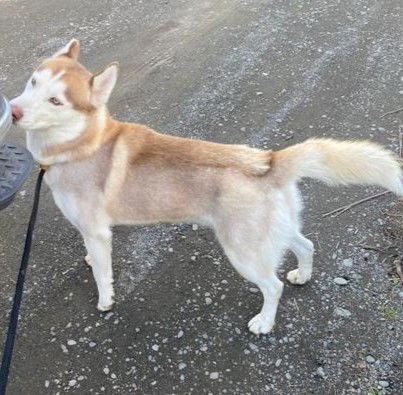 adoptable Dog in Anchorage, AK named MACK