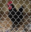 adoptable Chicken in  named ROOSTER PATTINSON