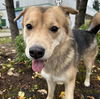 adoptable Dog in Anchorage, AK named ETHEL