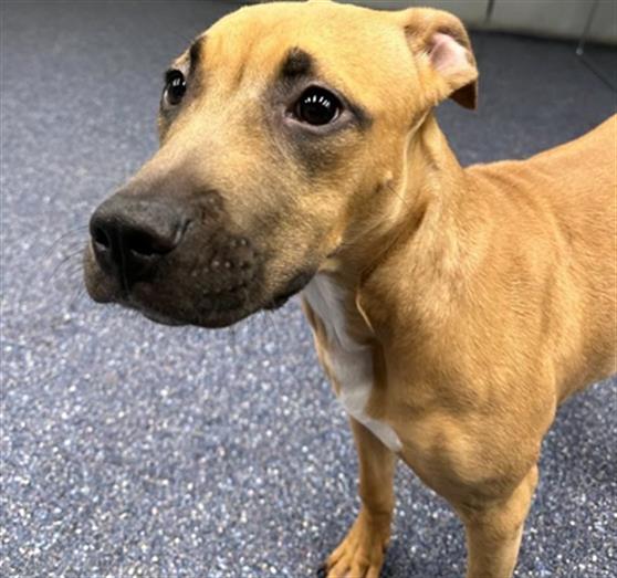 adoptable Dog in Anchorage, AK named JENGA