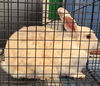 adoptable Rabbit in Anchorage, AK named ASPEN