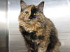 adoptable Cat in , AK named ANNA-KAT