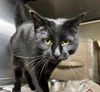 adoptable Cat in Anchorage, AK named HERMIONE