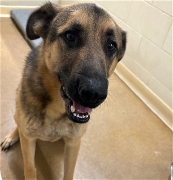 adoptable Dog in Anchorage, AK named ZEUS