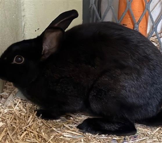 adoptable Rabbit in Anchorage, AK named BUNNICULA