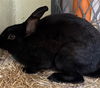 adoptable Rabbit in  named BUNNICULA