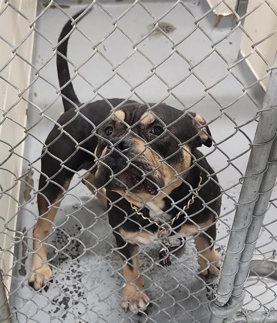 adoptable Dog in Anchorage, AK named T-BONE