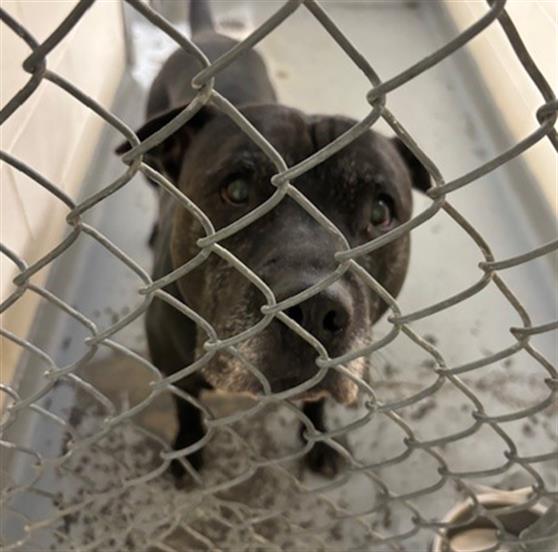 adoptable Dog in Anchorage, AK named CUERVO