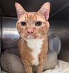 adoptable Cat in , AK named GARFIELD