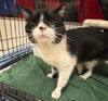 adoptable Cat in , AK named ROSS