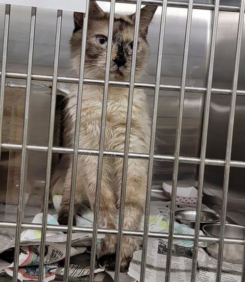 picture of the cat needing adoption