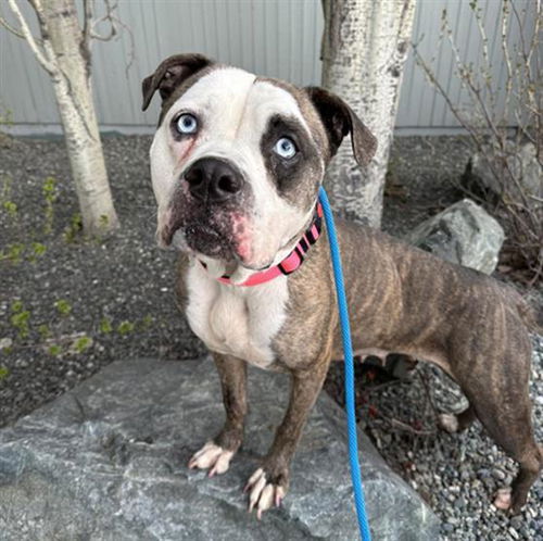 picture of the dog needing adoption