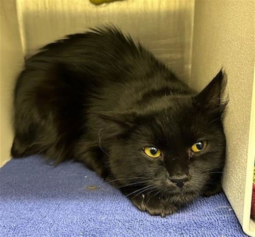 picture of the cat needing adoption