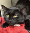 adoptable Cat in  named RALPH