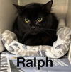 adoptable Cat in Anchorage, AK named RALPH