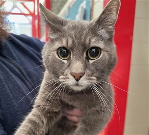 picture of the cat needing adoption