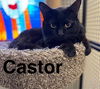 adoptable Cat in Anchorage, AK named CASTOR
