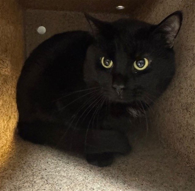adoptable Cat in Anchorage, AK named POLLUX