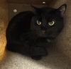 adoptable Cat in , AK named POLLUX
