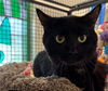 adoptable Cat in Anchorage, AK named POLLUX