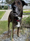 adoptable Dog in , AK named THOR