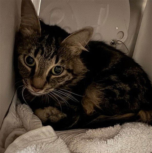 adoptable Cat in Anchorage, AK named MAISEY
