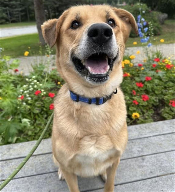 adoptable Dog in Anchorage, AK named SOL