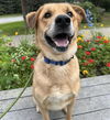 adoptable Dog in , AK named SOL