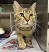 adoptable Cat in , AK named TEDDY