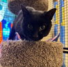 adoptable Cat in , AK named HICCUP