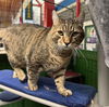 adoptable Cat in , AK named SALMON