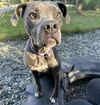 adoptable Dog in , AK named FLORA
