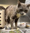 adoptable Cat in Anchorage, AK named COTTON